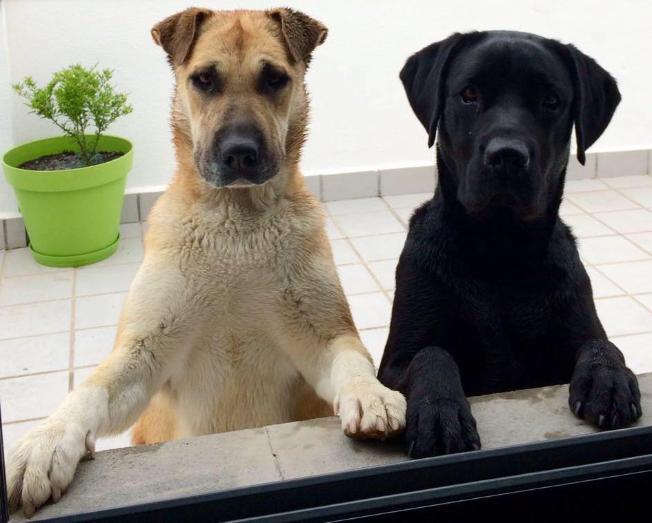 cropped-foto-danko-y-gara.jpg