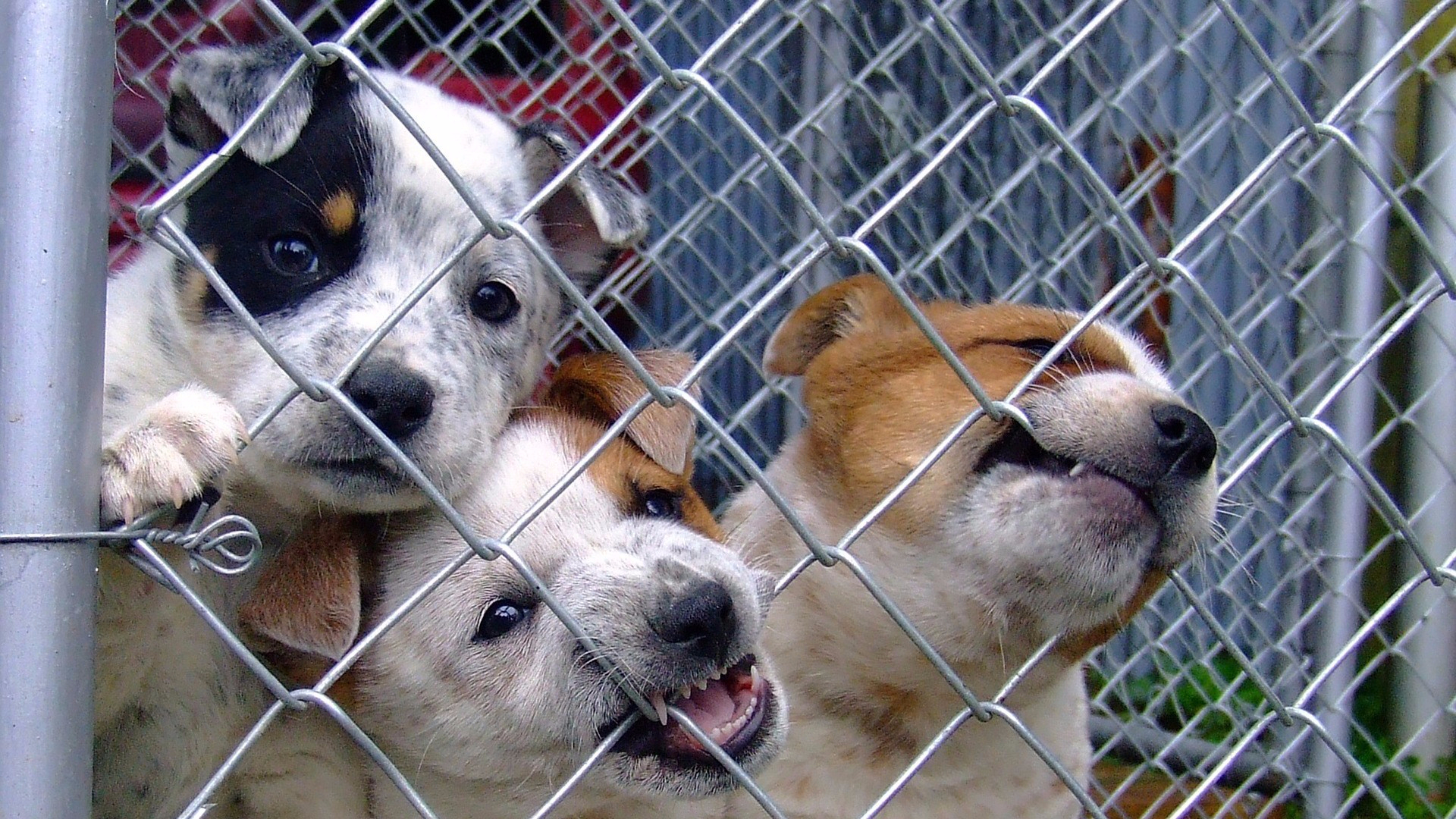 Dogminancia_encuesta abandono