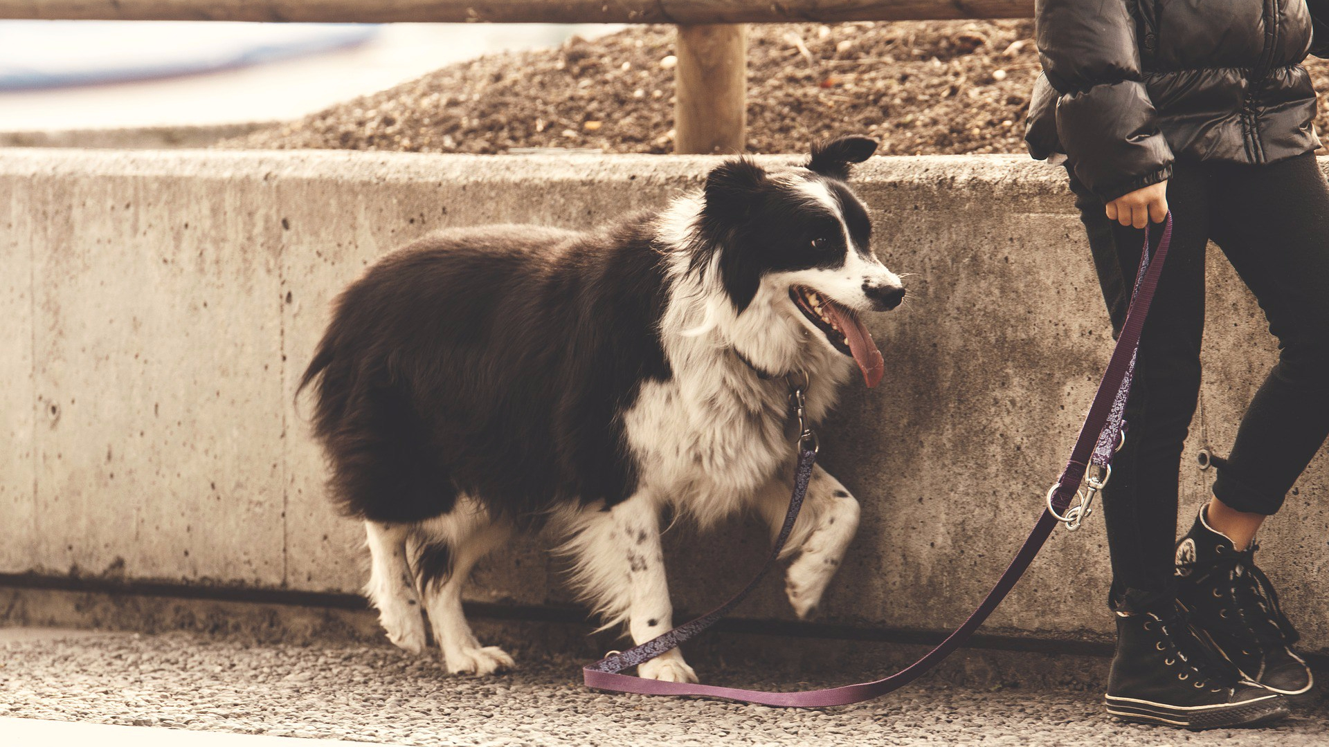Paseo-dogminancia