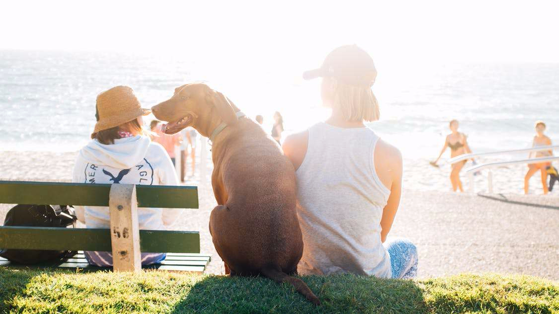 Relación con tu perro3_dogminancia