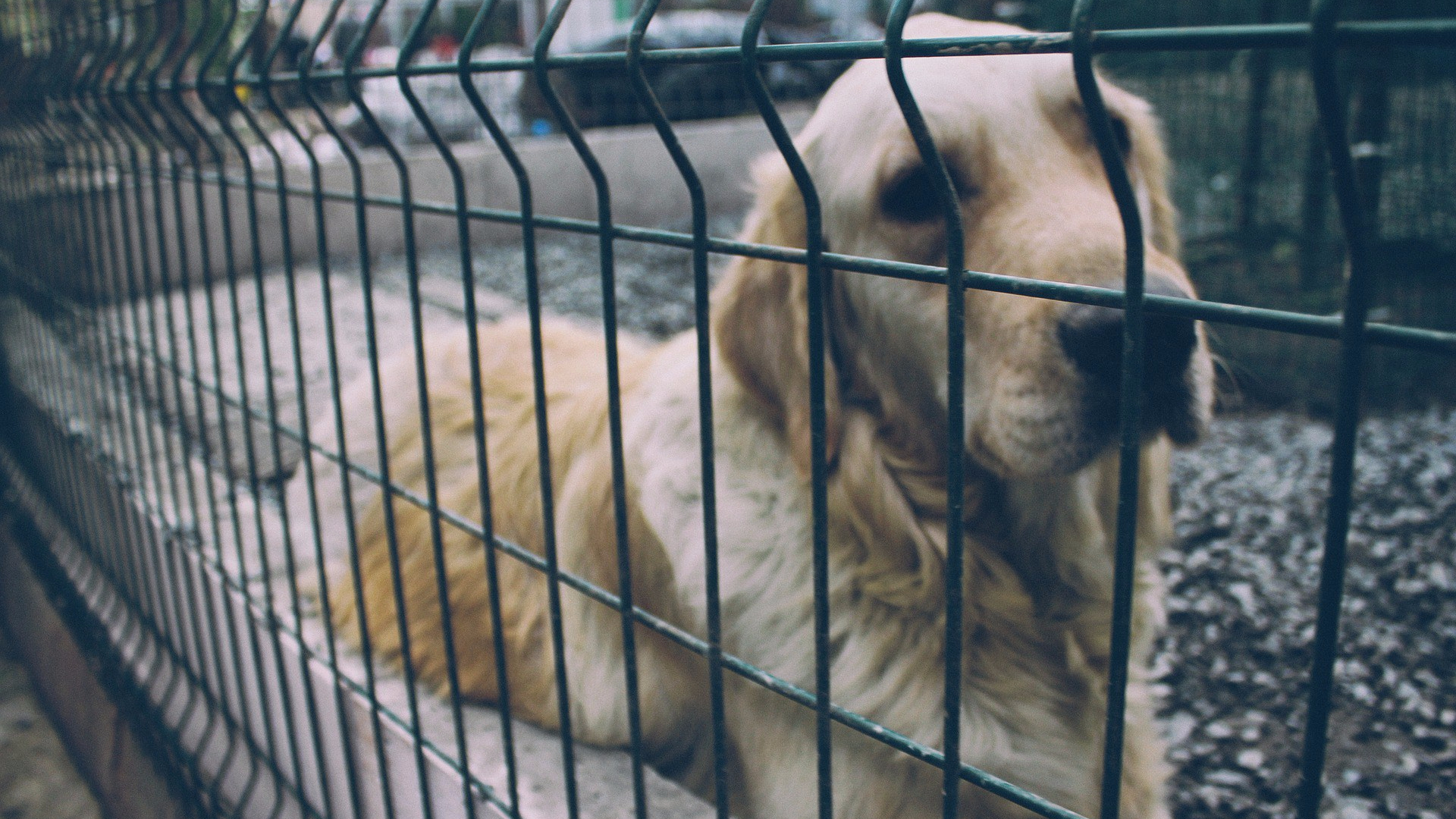 dogminancia_ansiedad por separación 2