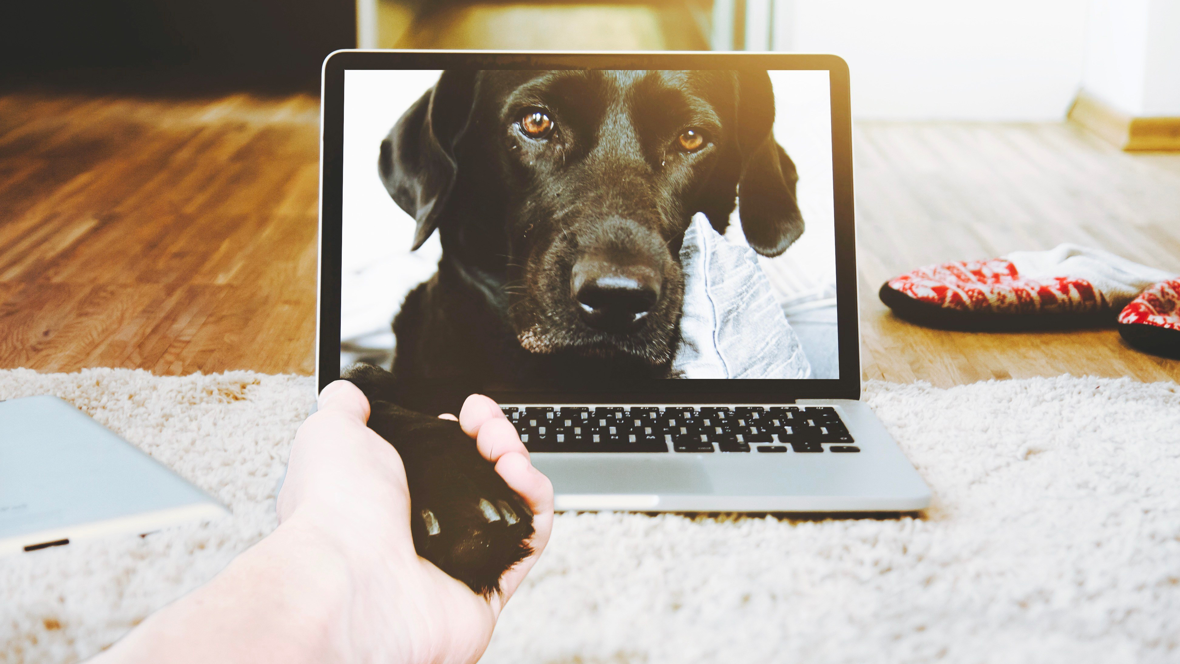 Encantadores de perros_dogminancia