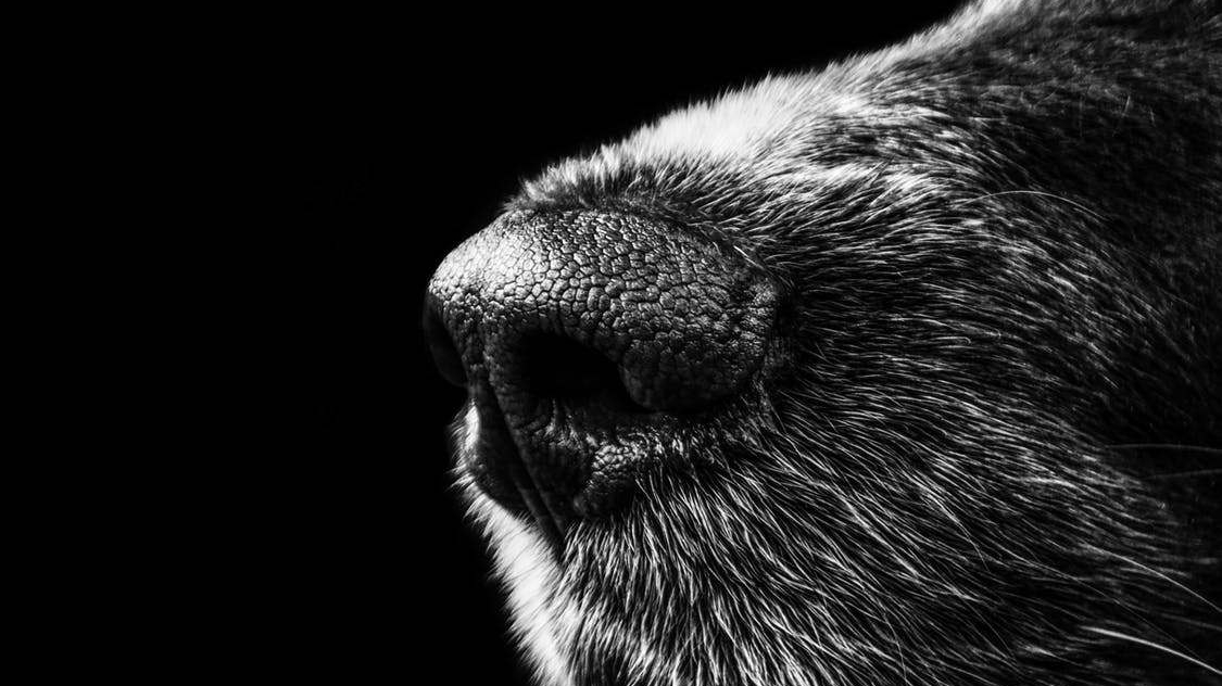 Dogminancia olfato 2