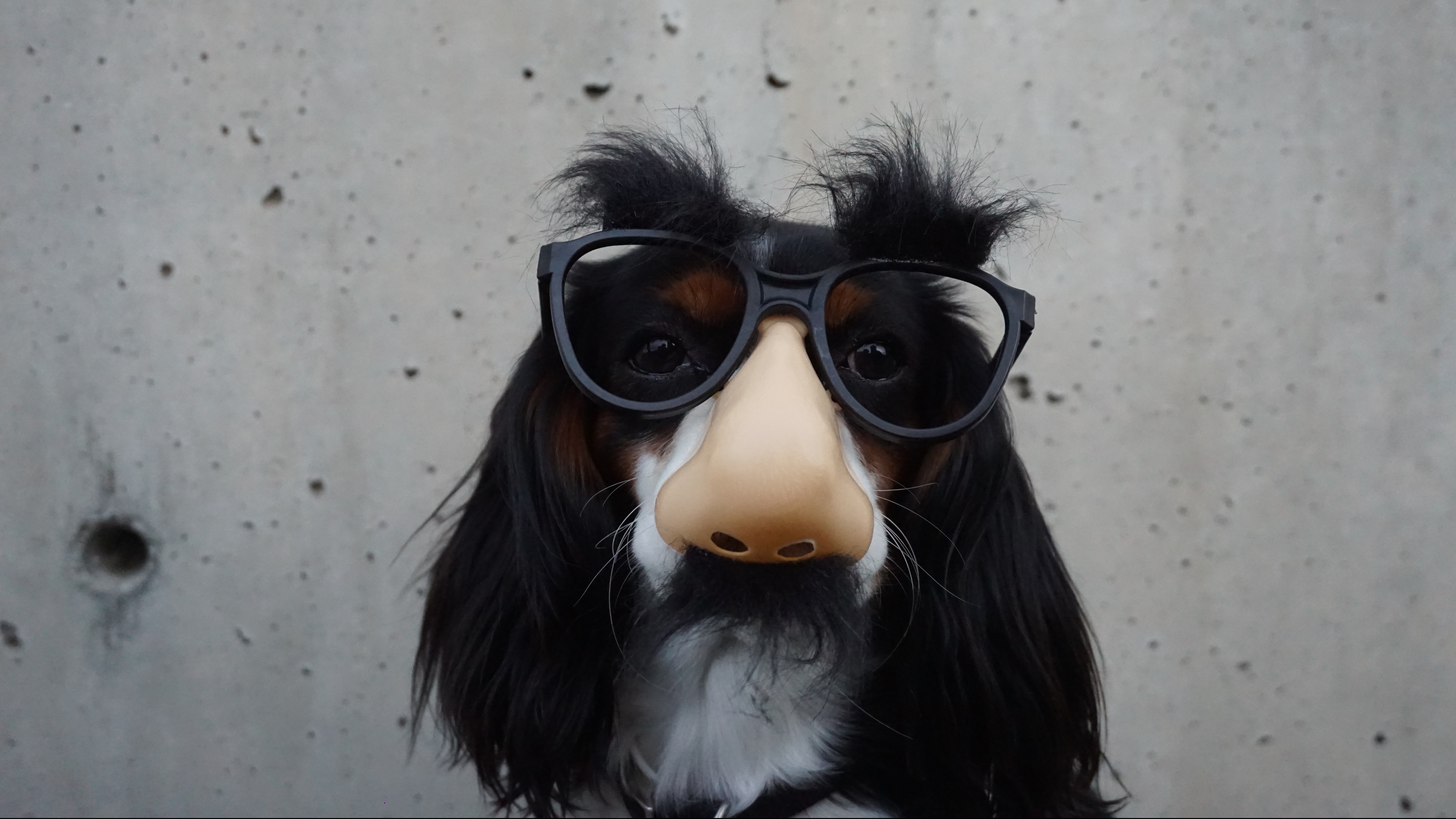 Dogminancia olfato 3