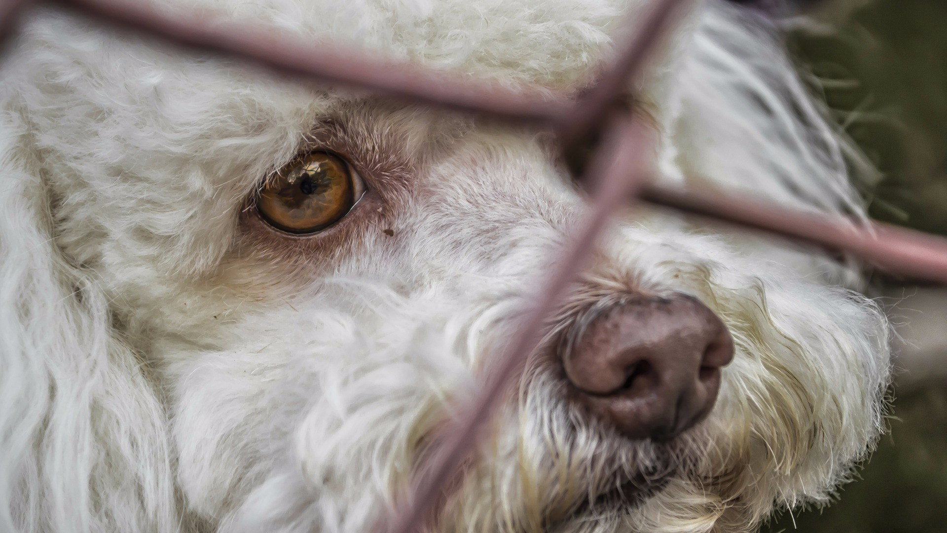dogminancia perros abandonados 3