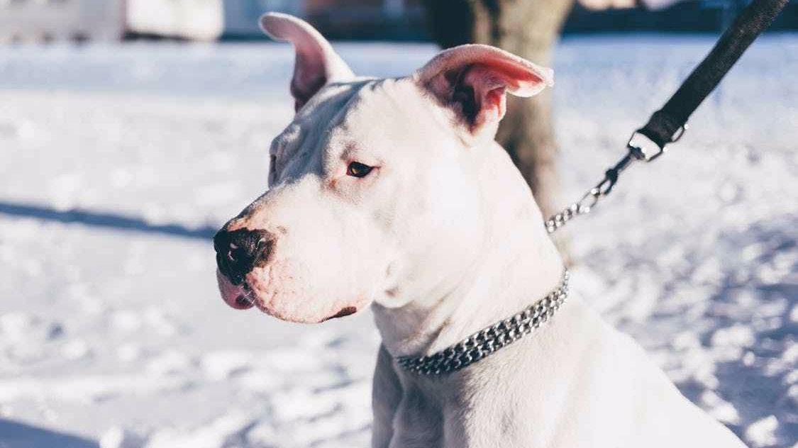 Dogminancia_Perro dominante 4