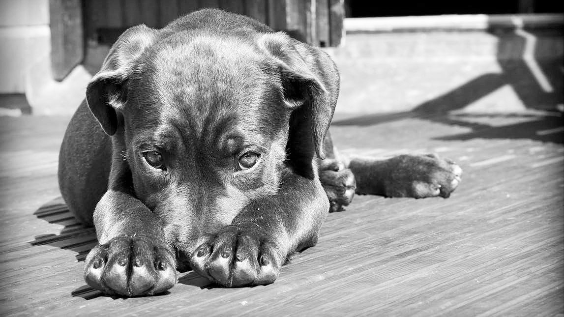 dogminancia_perros-sentimientos3.jpeg