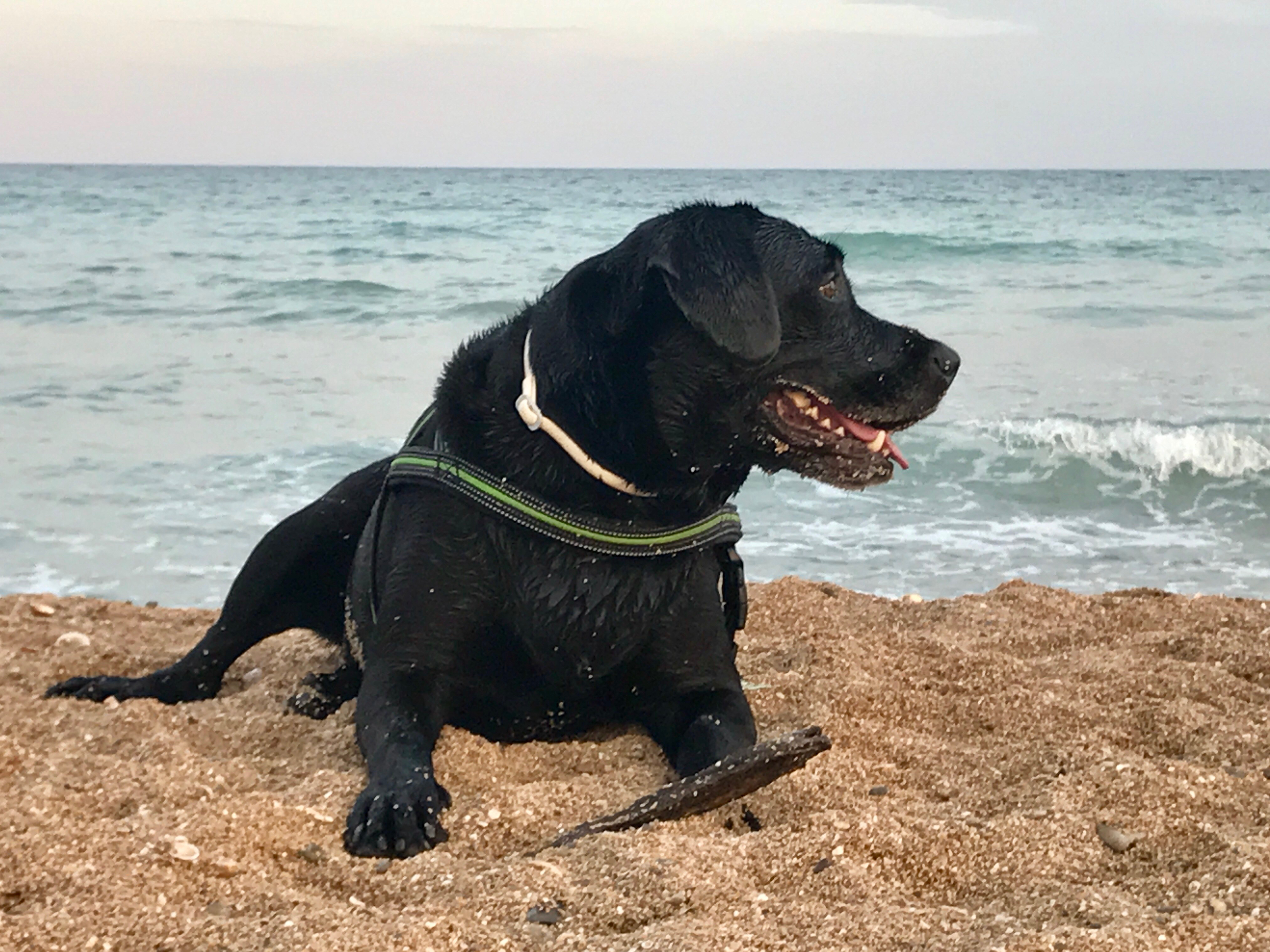 IMG_6301nko playa_Dogminancia