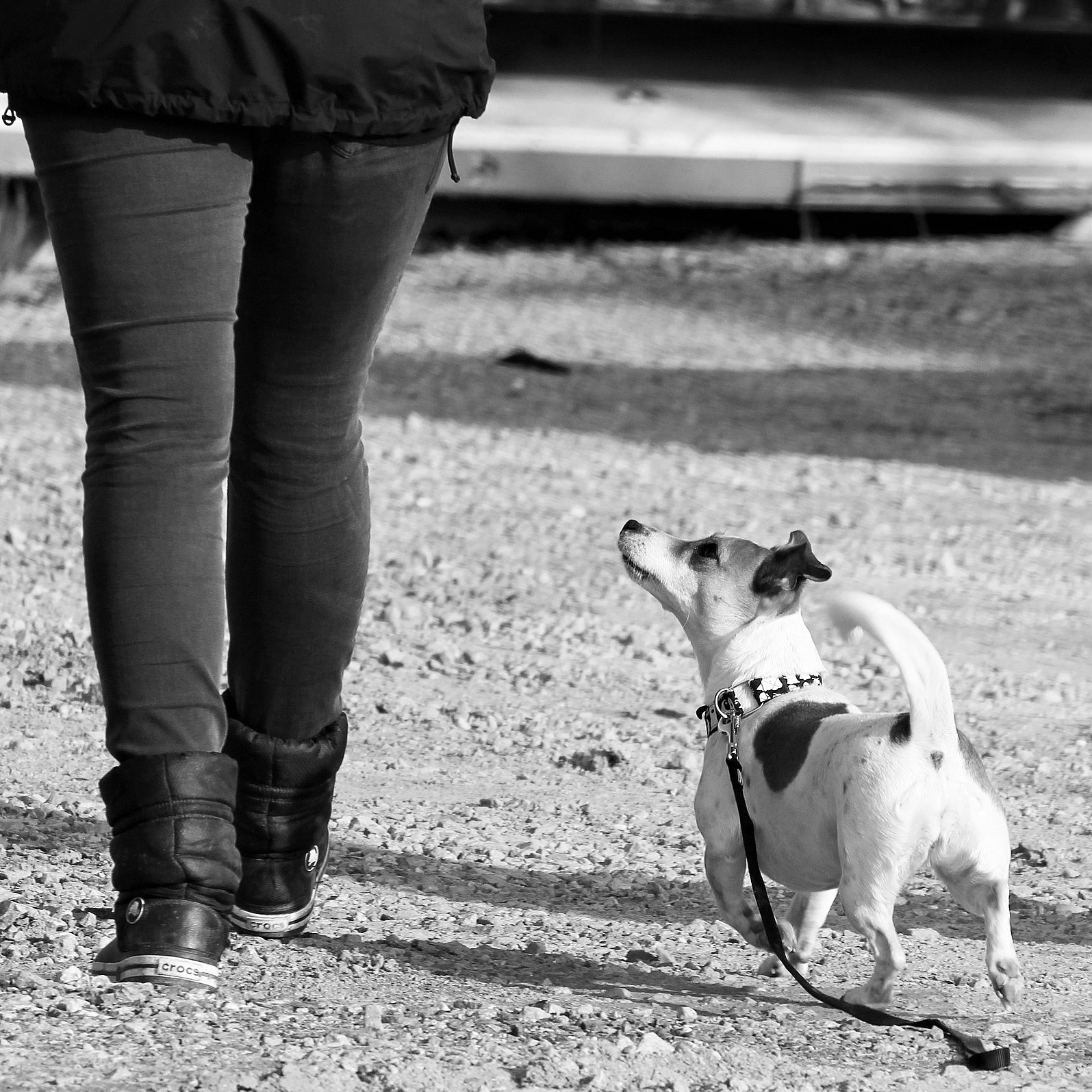 Educación canina_dogminancia